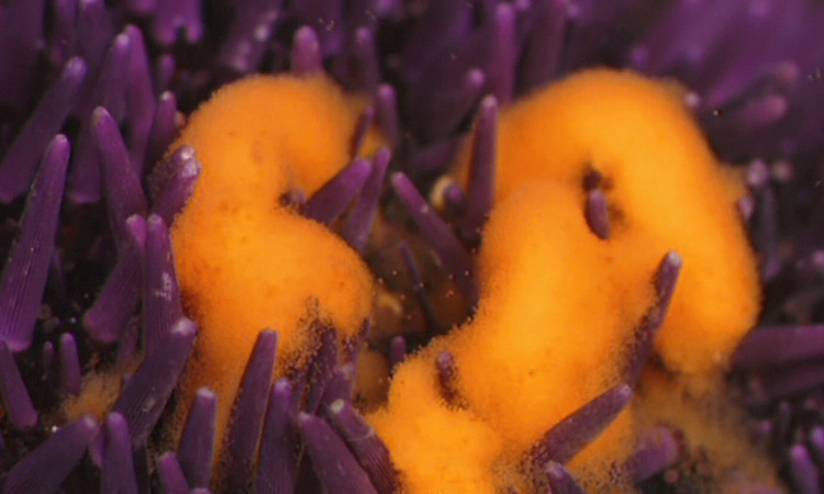 La Fécondation chez l'Oursin - Les produits génitaux - 3mn 37s